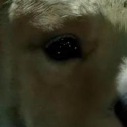 Marvel's Guardians of the Galaxy osiaga złoty status na PlayStation 4 i 5