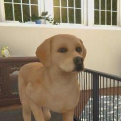 W maju pojawi się nowy dodatek Pets do House Flipper! Twórcy postanowili uczcić 4. rocznicę wydania gry